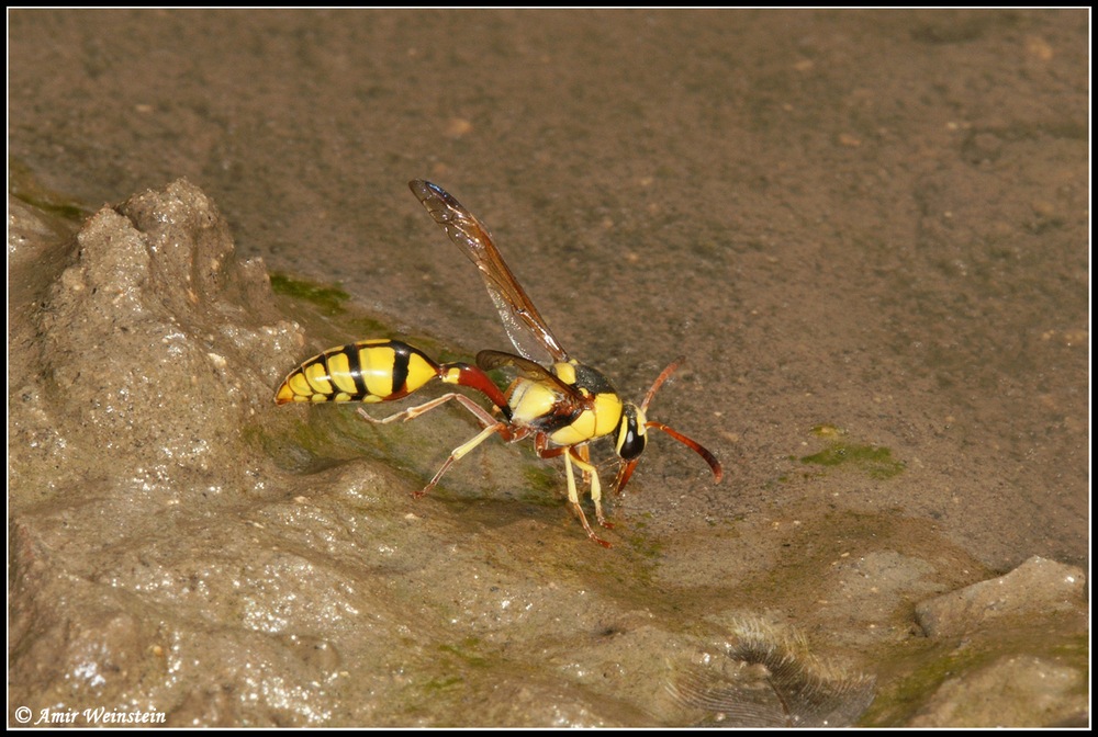 Vespidae Eumeninae d''Israele for ID